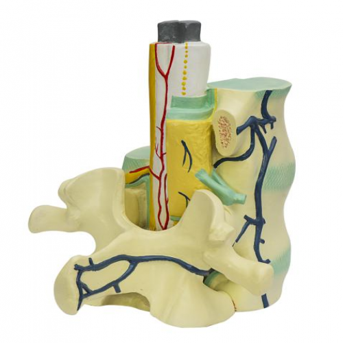 脊髓與椎骨關系模型