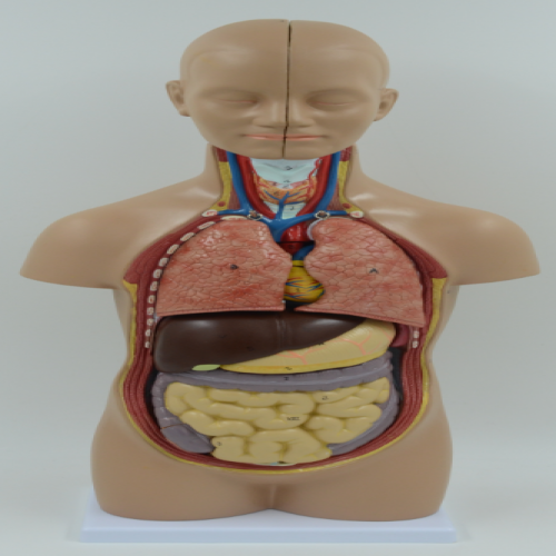 無性人體半身軀干模型（50cm/12件）